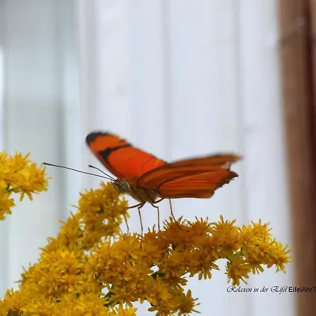Relaxen Am Nationalpark Eifel Prázdninový dům