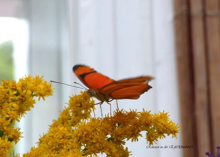 Relaxen Am Nationalpark Eifel Semesterbostad